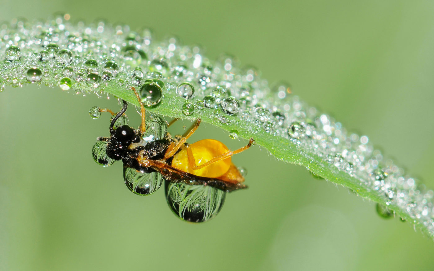 Sawfly upside down on a green leaf, with both the leaf and the sawfly covered in small beads of water